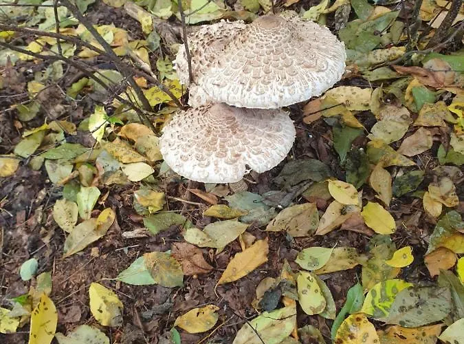 Sunset View House Stryszawa